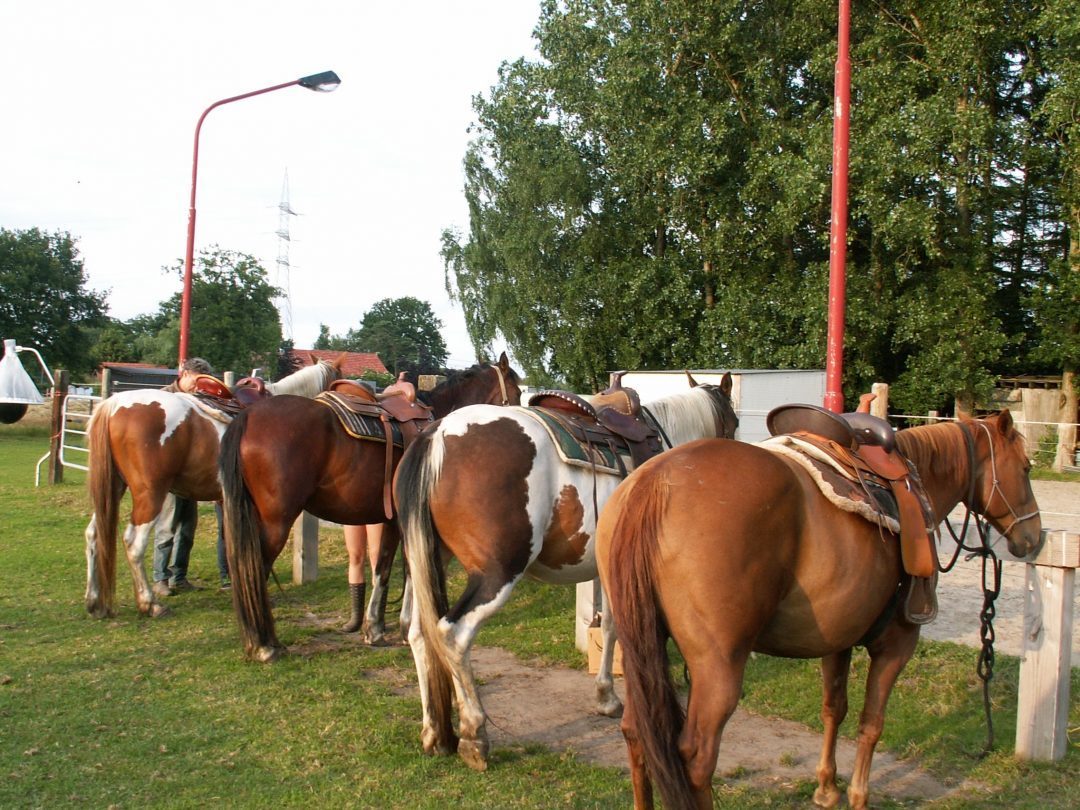 Wildlife Paddock - Western riding & Horsemanship