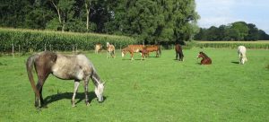 Gelukkige paarden op de wei