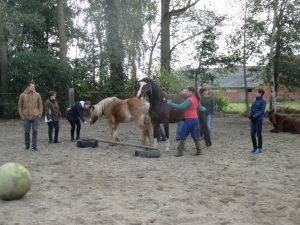 Teambuilding met paarden