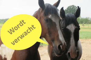 Ivo Bols Westernriding & Horsemanship Bitloos Ijzerloos Stalloos paarden paardenkamp paardrijden paddock retreat rijles paardrijles west malle bitloos zonder bit groeigroep vertrouwen zelfvertrouwen vertrouwen non violant communication geweldloze communicatie e-learning online training coaching dagclinic angst leiderschap priveles groepsles jongeren volwassenen gezinnen gezin workshop buddy verzorger vrijwilliger