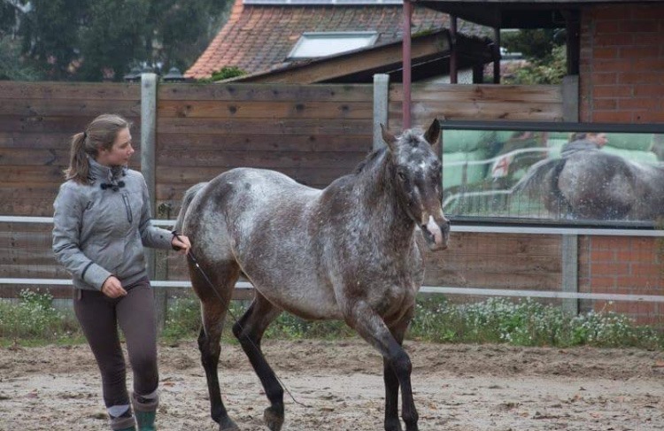 Ivo Bols Westernriding & Horsemanship Bitloos Ijzerloos Stalloos paarden paardenkamp paardrijden paddock retreat rijles paardrijles west malle bitloos zonder bit groeigroep vertrouwen zelfvertrouwen vertrouwen non violant communication geweldloze communicatie e-learning online training coaching dagclinic angst leiderschap priveles groepsles jongeren volwassenen gezinnen gezin workshop buddy verzorger vrijwilliger