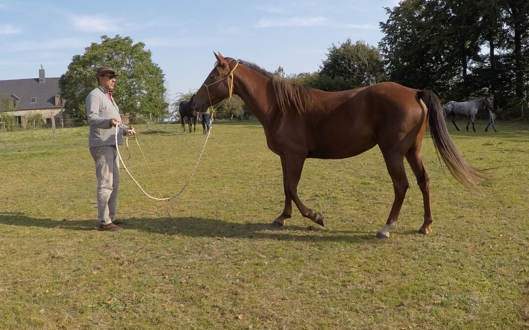 Ivo Bols Westernriding & Horsemanship Bitloos Ijzerloos Stalloos paarden paardenkamp paardrijden paddock retreat rijles paardrijles west malle bitloos zonder bit groeigroep vertrouwen zelfvertrouwen vertrouwen non violant communication geweldloze communicatie e-learning online training coaching dagclinic angst leiderschap priveles groepsles jongeren volwassenen gezinnen gezin workshop buddy verzorger vrijwilliger