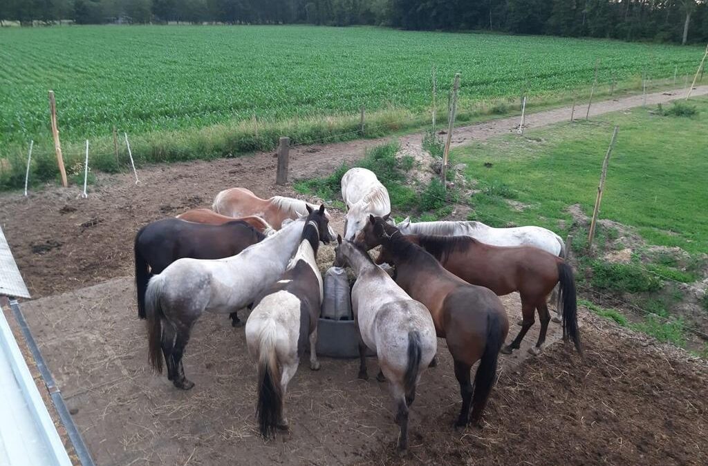 Uniek Paarden-retreat België – ***